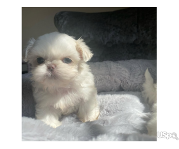 TEACUP SHIH TZU PUPPY
