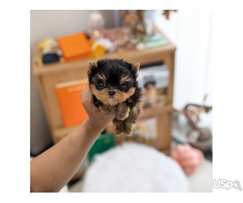 Yorkie puppies for sale