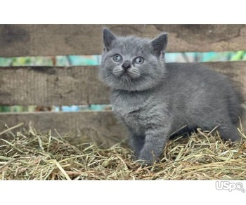 kitten for rehoming