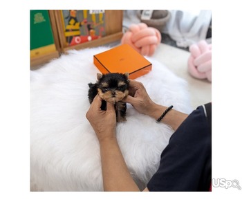 Yorkies puppies for rehoming