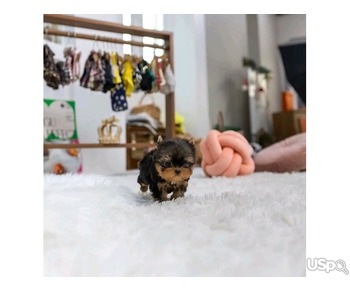 Yorkies puppies for rehoming