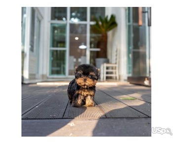 Yorkies puppies for rehoming