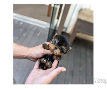 Yorkies puppies for rehoming