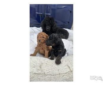 Toy Poodle KC reg Puppies