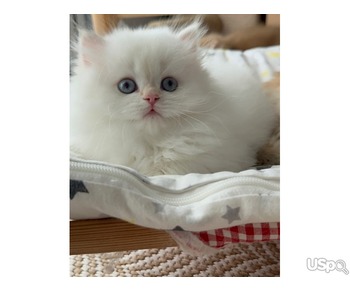 Persian kitten for sale