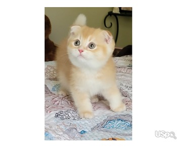 Adorable Scottish Fold male kitten