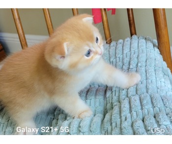 Adorable Scottish Fold male kitten