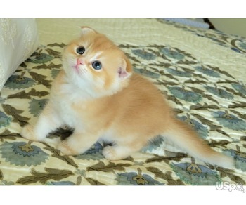 Adorable Scottish Fold male kitten