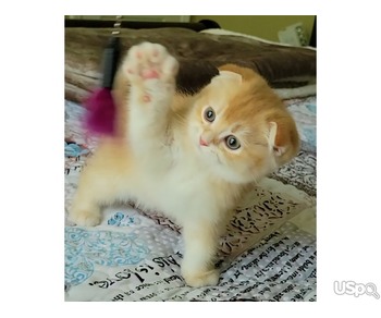 Adorable Scottish Fold male kitten