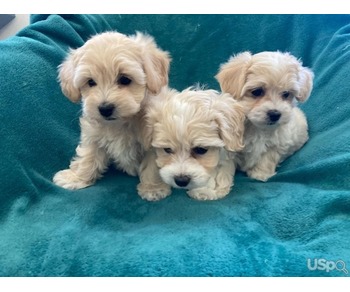 Maltipoo puppies available now