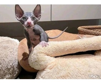 Котенок сфинкса