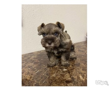 Shenazar puppies for rehoming