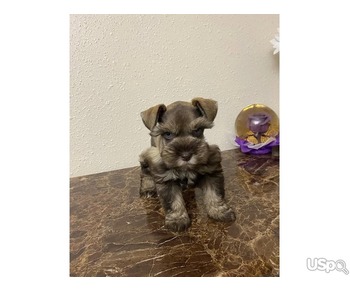 Shenazar puppies for rehoming