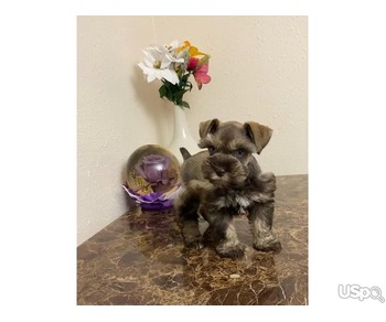 Shenazar puppies for rehoming