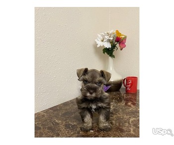 Shenazar puppies for rehoming