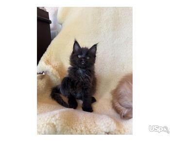 Adorable 10-Week-Old Maine Coon Kitten Available!