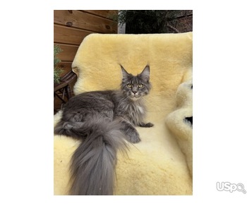 Adorable 10-Week-Old Maine Coon Kitten Available!