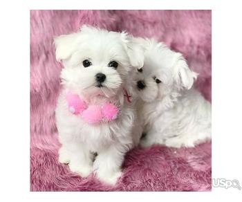 Beautiful Maltese puppies-ready, Contact info: (530) 285-0574