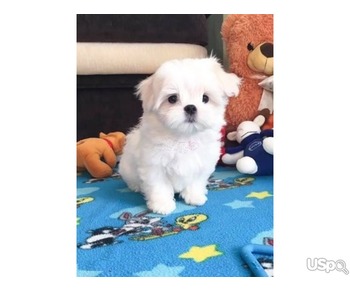 Beautiful Maltese puppies-ready, Contact info: (530) 285-0574