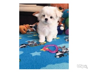 Beautiful Maltese puppies-ready, Contact info: (530) 285-0574