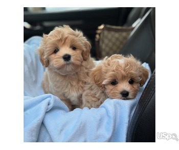 Two Maltipoo puppies available