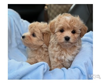 Two Maltipoo puppies available