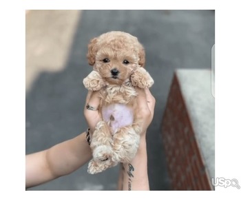 Teacup poodle for sale