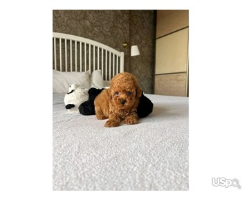 Teacup poodle for sale