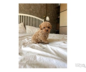 Teacup poodle for sale