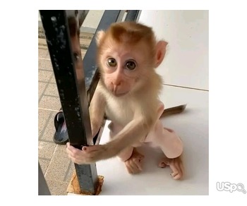 lovely family capuchin monkeys for sale