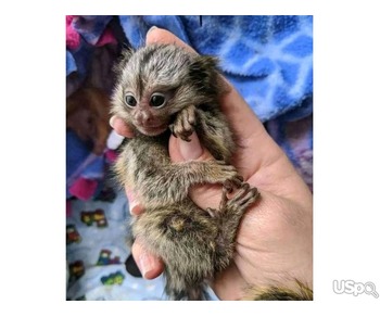 lovely family capuchin monkeys for sale