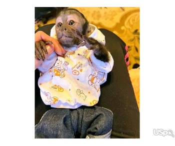 lovely family capuchin monkeys for sale