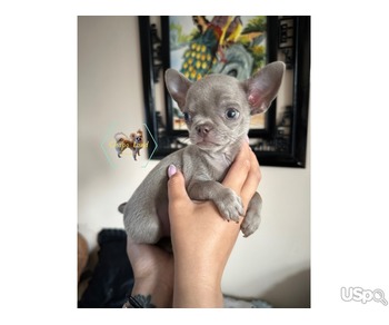adorable chihuahua puppies