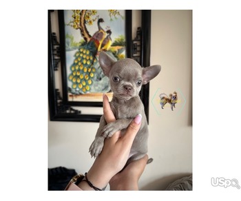 adorable chihuahua puppies
