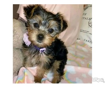 cute Yorkies puppy ready for adoption ❤