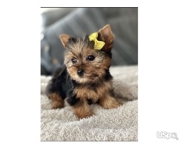 cute Yorkies puppy ready for adoption ❤