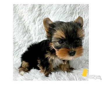 cute Yorkies puppy ready for adoption ❤