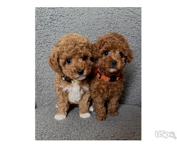 Teacup poodle for sale