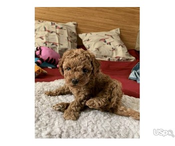 Teacup poodle for sale