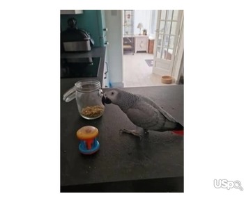Young Male African Grey Parrot