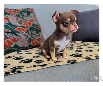 Sweatie chihuahua puppies
