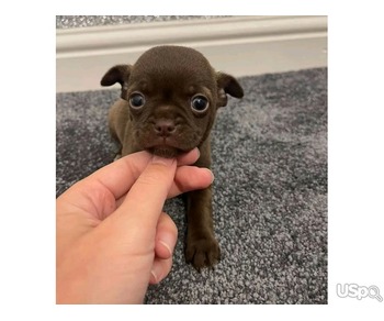 Sweatie chihuahua puppies