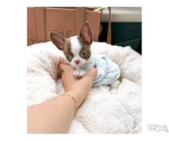 Sweatie chihuahua puppies