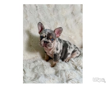 Available French bulldog lovely puppies
