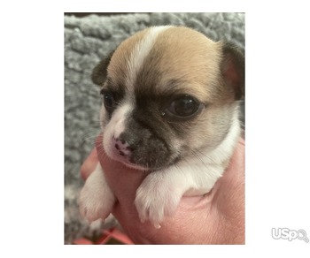 Chihuahua real mini for sale