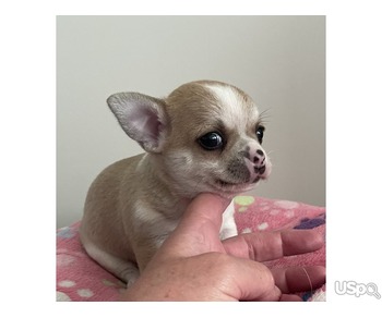 Chihuahua real mini for sale
