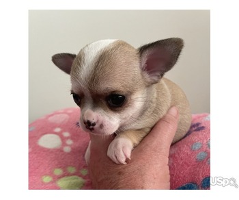 Chihuahua real mini for sale