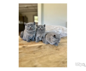 Grey British Shorthair Kittens For Sale