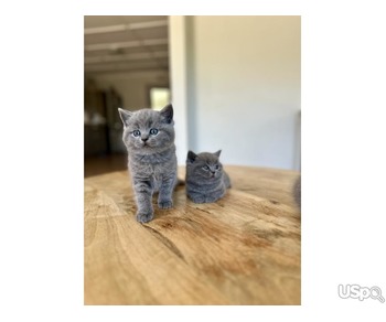 Grey British Shorthair Kittens For Sale