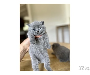 Grey British Shorthair Kittens For Sale